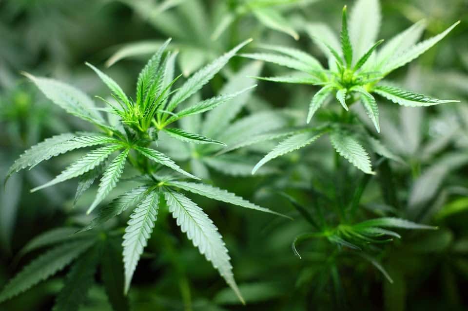 CBD cannabis leaf