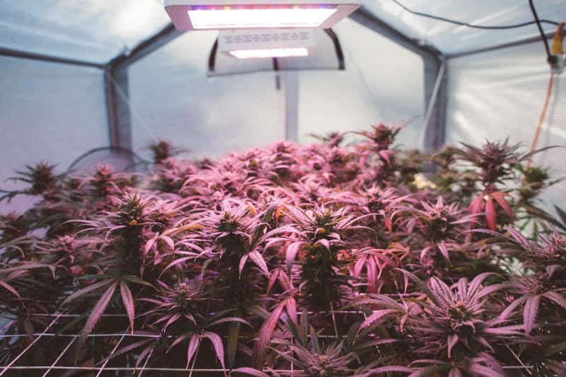 5 Advantages For MMJ Patients To Grow Cannabis