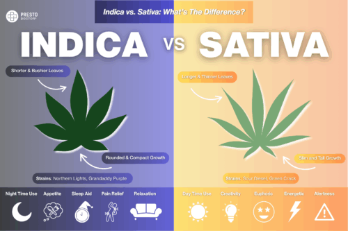 Cannabis infographic comparing Indica vs Sativa effects, growth, and common strains. Discover how Indica and Sativa strains differ in effects, cannabinoid profiles, and common hybrids for a better cannabis experience.