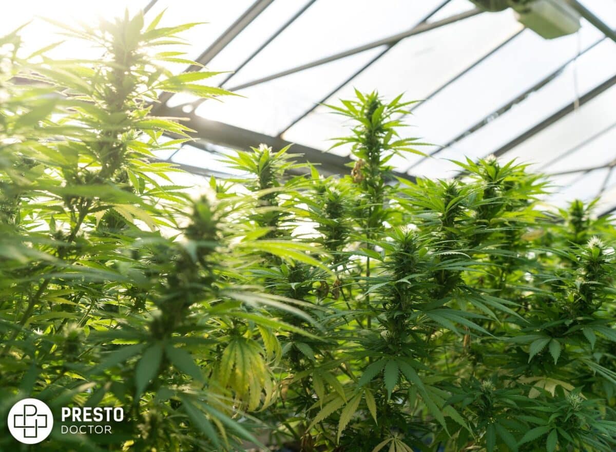green leaf plants inside greenhouse, The Impact of Cannabis on Prescription Codeine