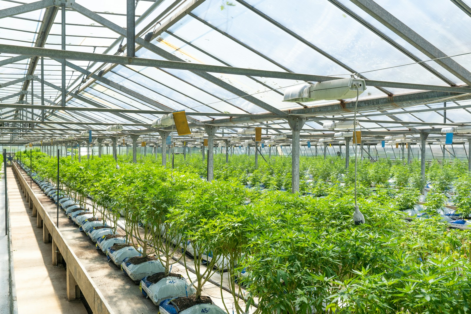 green plants on greenhouse during daytime, how are cannabis strains created