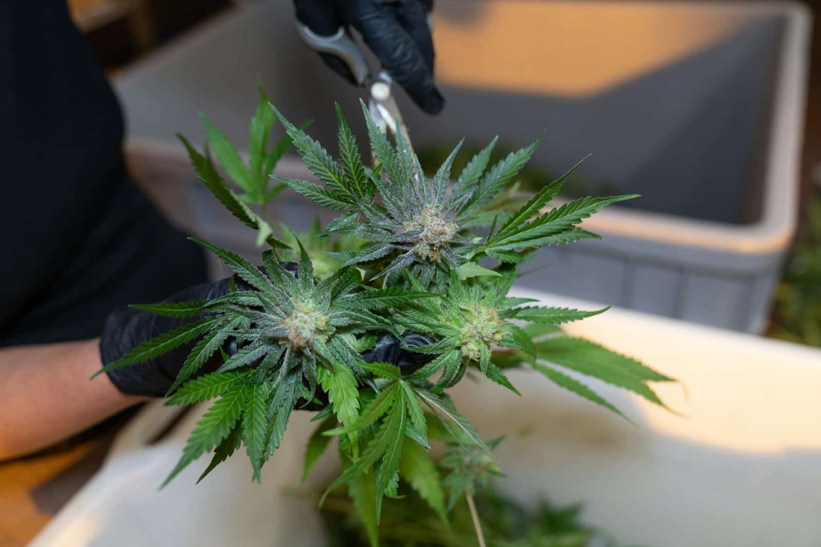 a person cutting a marijuana plant with a pair of scissors, male cannabis plant, male cannabis plant breeding, male female cannabis plant