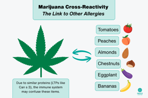 Infographic showing marijuana allergy cross reactivity with common foods