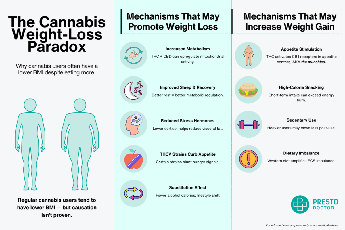 Infographic showing how cannabis can affect body weight through metabolism, appetite, and stress regulation. why does weed make you lose weight, marijuana weight loss paradox