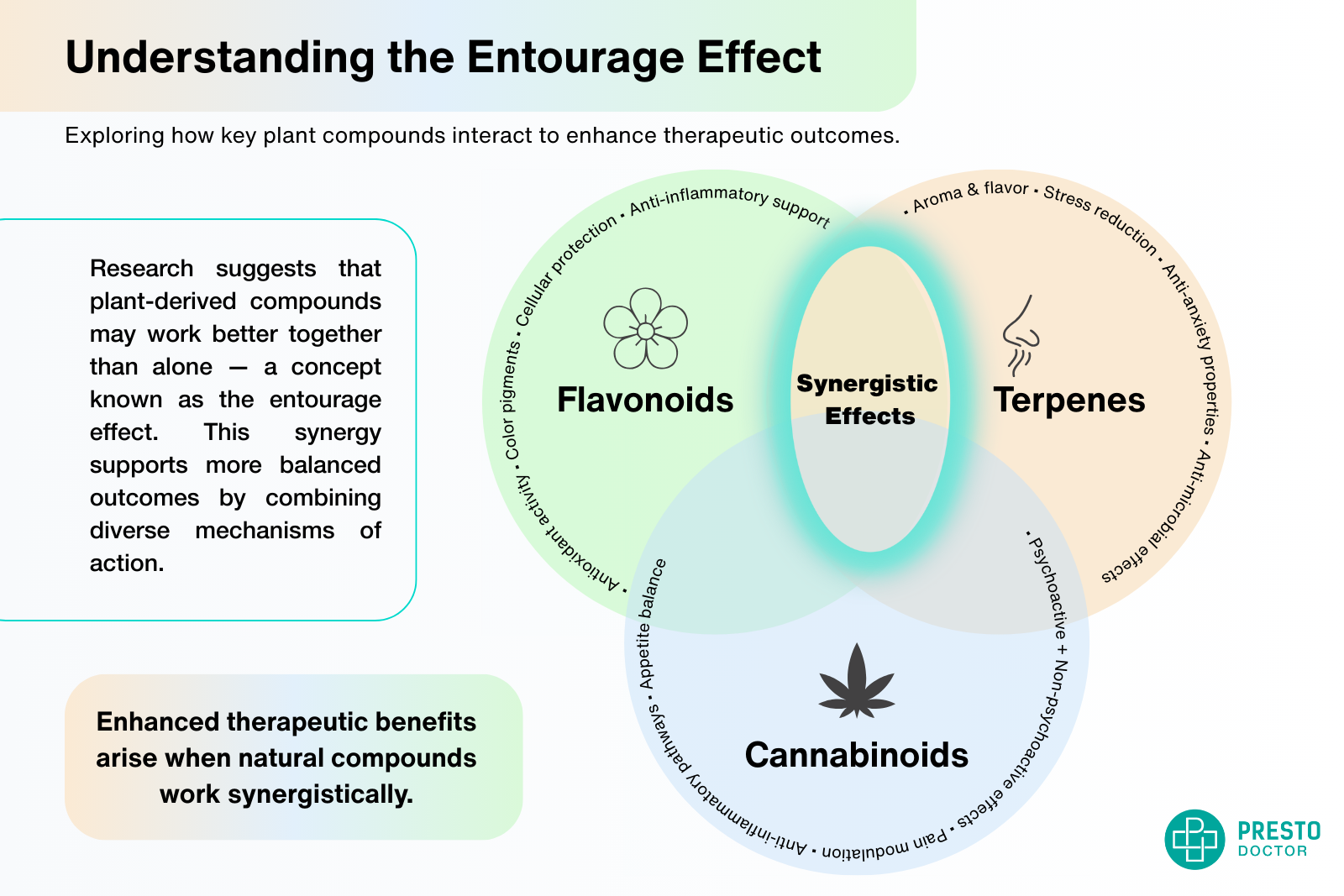Infographic showing the Entourage Effect in cannabis, with overlapping circles for cannabinoids, cannabis-derived terpenes, and flavonoids illustrating synergy and therapeutic potential.