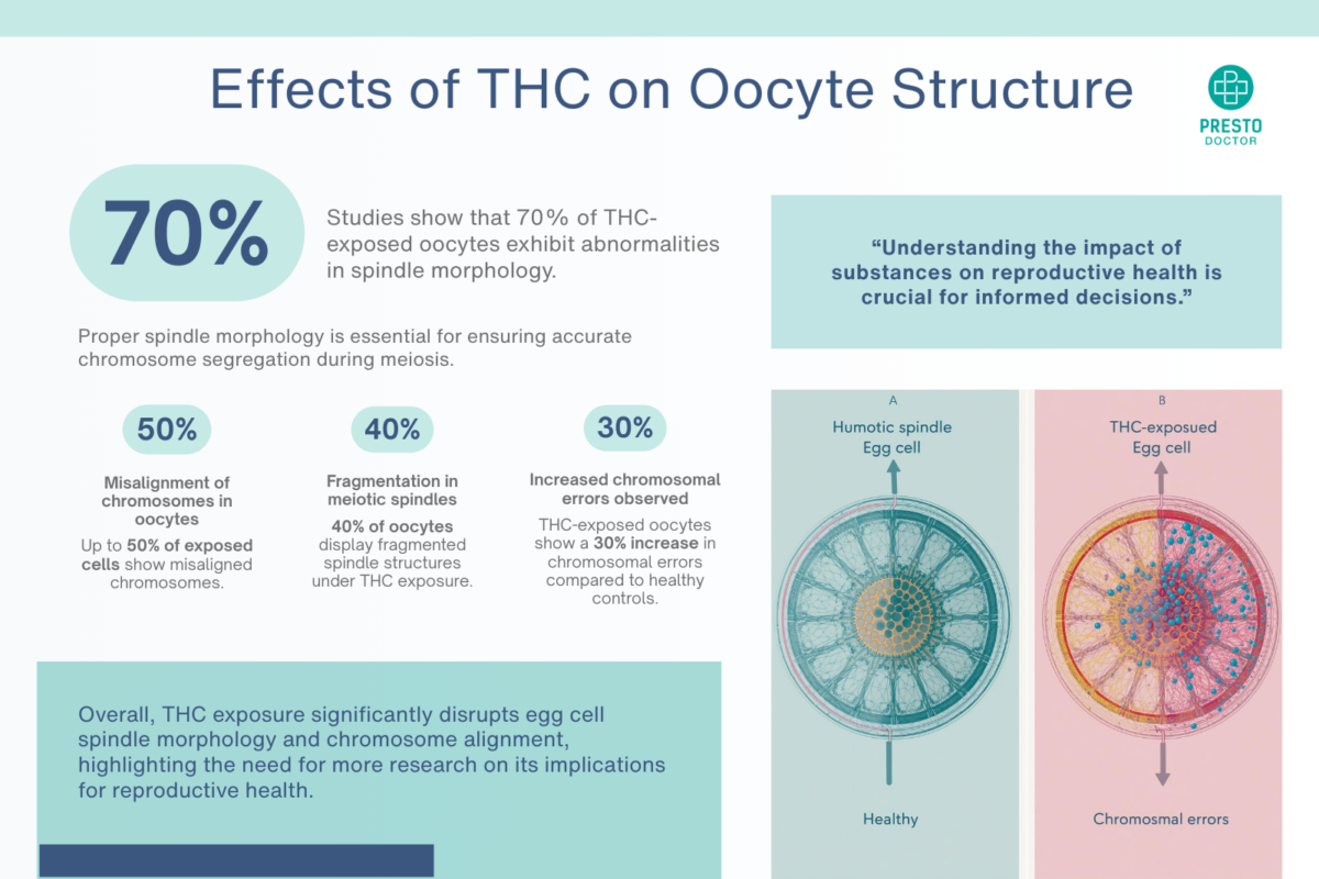 A comparative diagram illustrating healthy human egg cell (oocyte) spindle morphology versus fragmented, abnormal spindles found in THC-exposed egg cells from the Nature Communications study. This study demonstrates how cannabis can affect female fertility. Many women wonder can smoking weed affect IVF? The answer is yes.