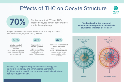 A comparative diagram illustrating healthy human egg cell (oocyte) spindle morphology versus fragmented, abnormal spindles found in THC-exposed egg cells from the Nature Communications study. This study demonstrates how cannabis can affect female fertility. Many women wonder can smoking weed affect IVF? The answer is yes.