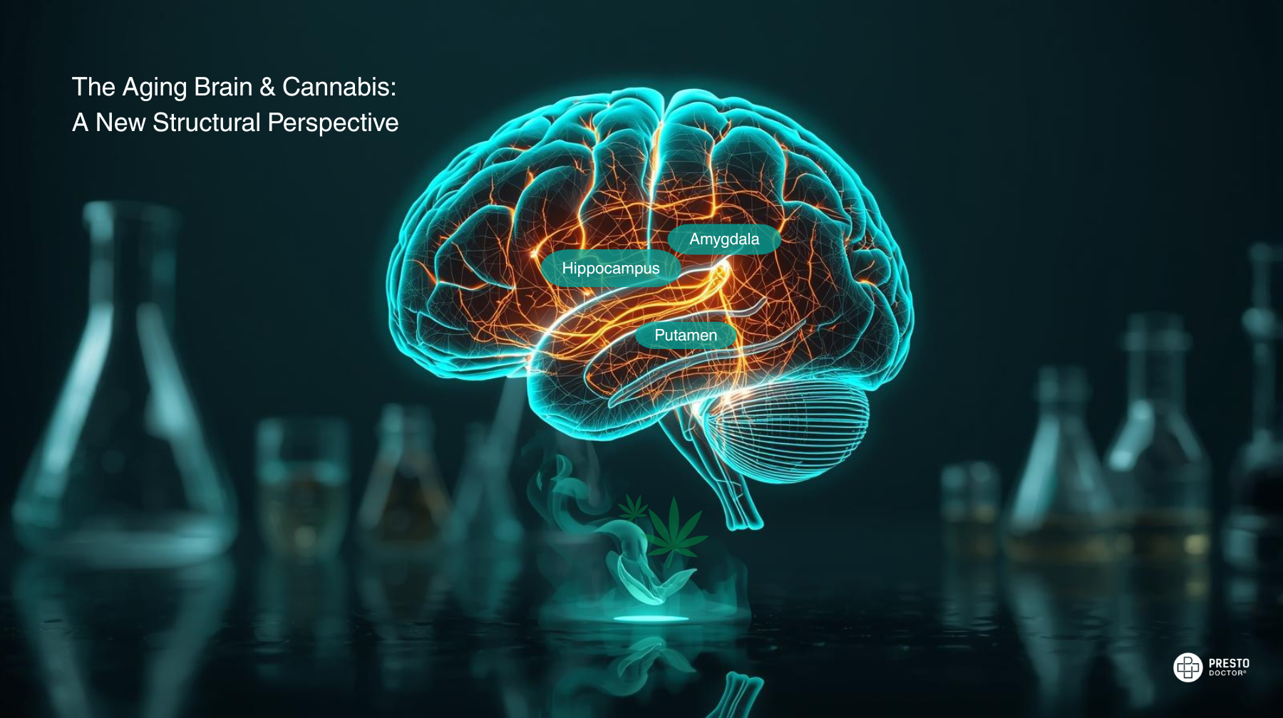 Medical illustration of a human brain highlighting the hippocampus, amygdala, and putamen, illustrating the structural findings of the 2026 UK Biobank cannabis and aging study.
