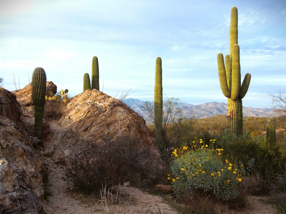 Desert landscape with saguaro cacti and yellow wildflowers. Arizona marijuana laws 2026