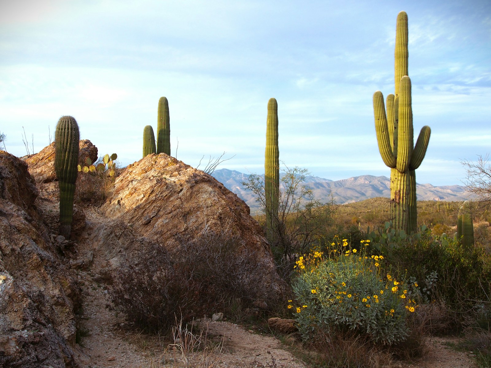 Desert landscape with saguaro cacti and yellow wildflowers. Arizona marijuana laws 2026