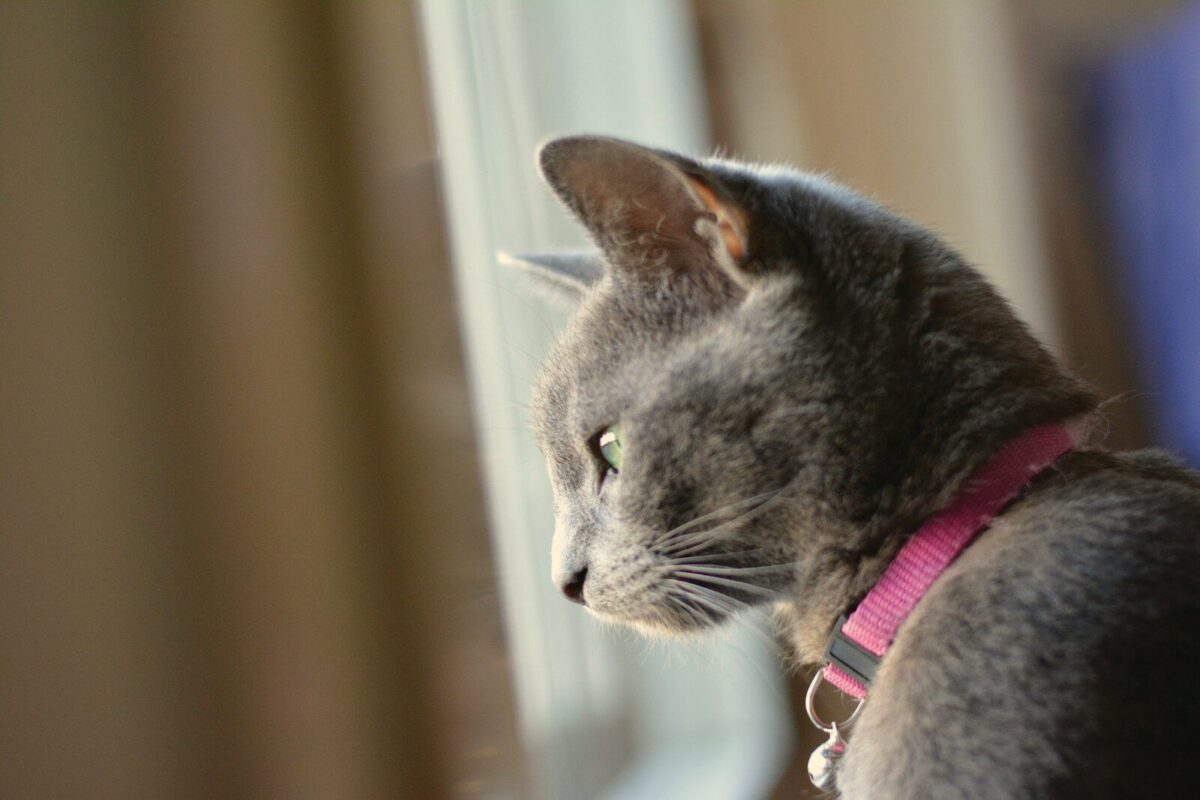 Domestic cat sitting near a window where smoke is present.